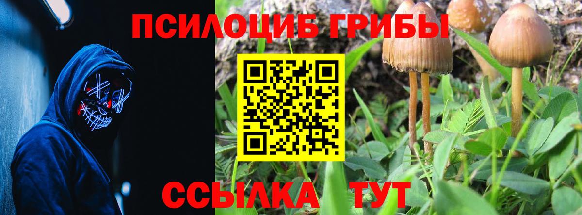 Псилоцибиновые грибы Psilocybine cubensis Грязи